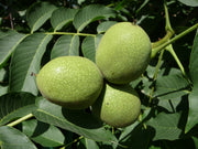English Walnut Seedling